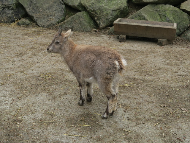 Tierpark: Alpensteinböcke