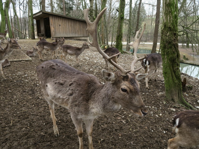 Tierpark: Damhirsche