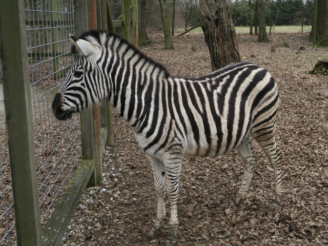 Tierpark: Zebra