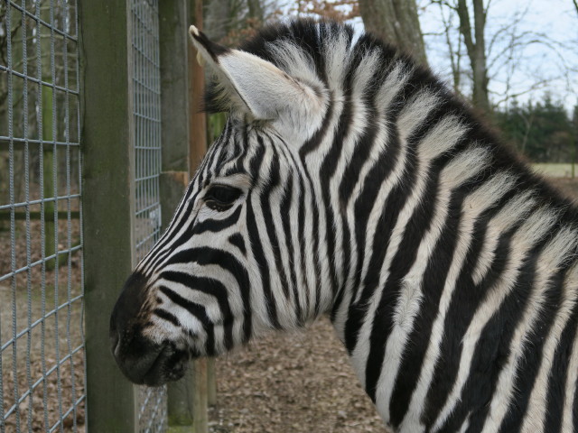 Tierpark: Zebra
