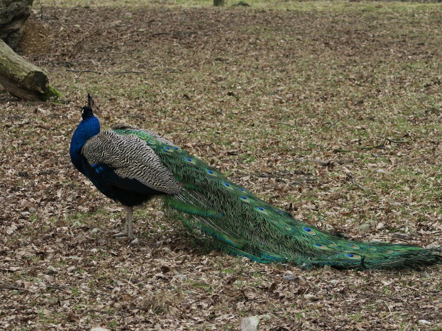 Tierpark: Pfau
