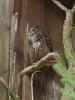 Tierpark: Uhu