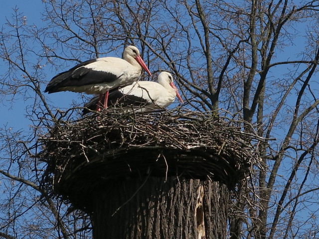 Storchennest
