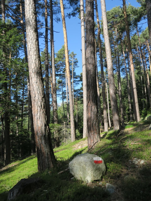 Samweg im Leitnerwald
