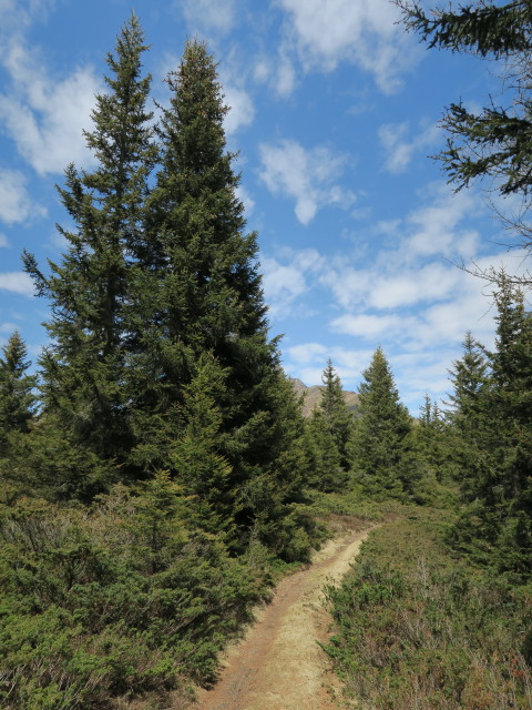 Weg 11 am Ochsenboden