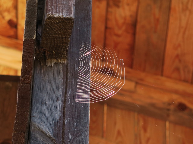 neben dem Lecksteig (27. Mai)