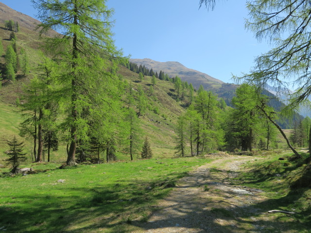 zwischen Gursgenbach und Seidernitzsee (27. Mai)