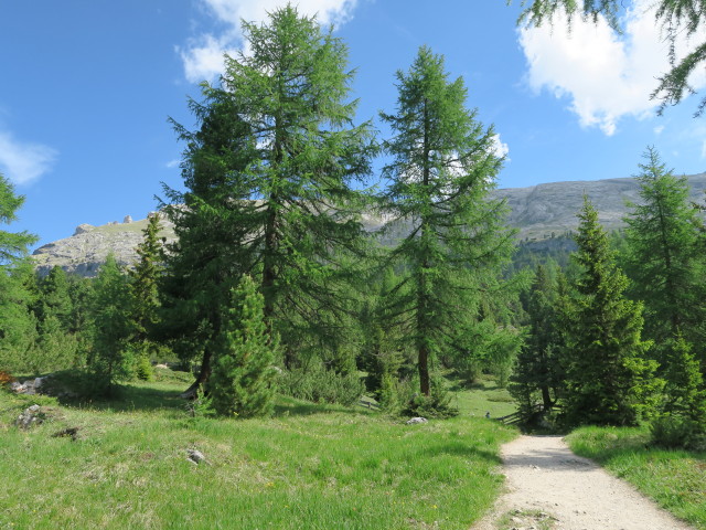 zwischen Plätzwiesensattel und Dürrensteinalpe (15. Juni)