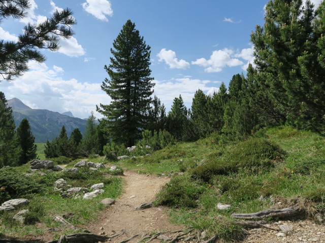 zwischen Strudelkopfsattel und Dürrensteinhütte (15. Juni)