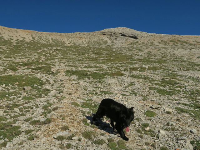 neben Weg 27 zwischen Muntejela de Senes und Val de San Berto (17. Juni)