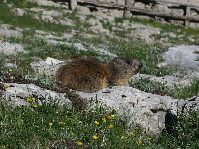 Plan dles Sarenes (17. Juni)