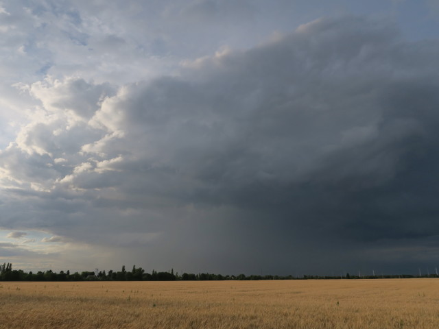 von Süßenbrunn Richtung Norden (30. Juni)