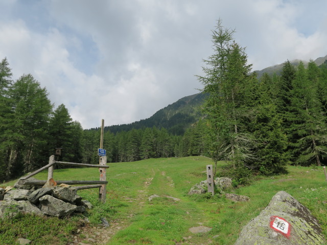 Weg 16 auf der Unteren Flaggeralm, 1.605 m (23. Juli)