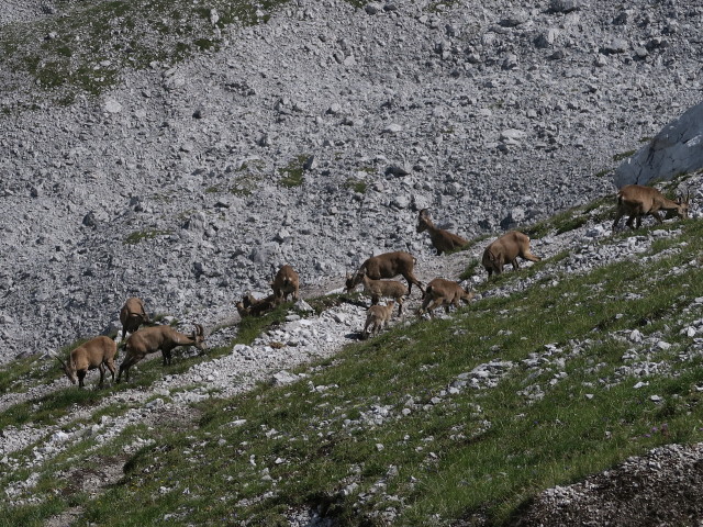 neben dem Goetheweg zwischen Mandlscharte und Arzler Scharte (29. Juli)