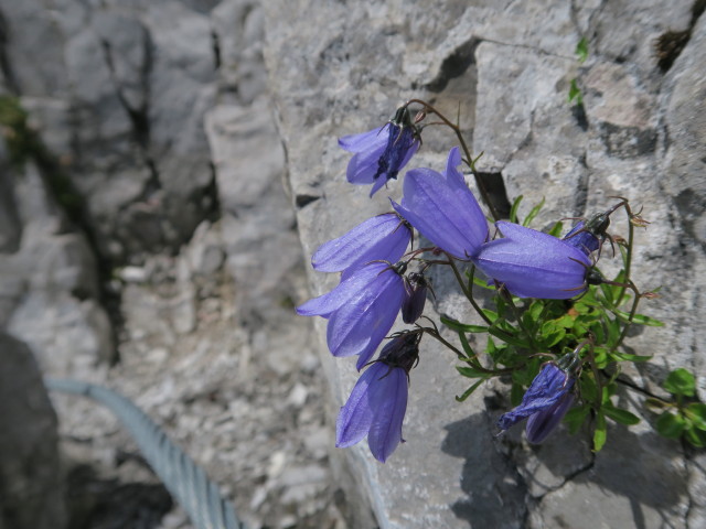 Innsbrucker Klettersteig: zwischen Östlicher Sattelspitze und Westlicher Sattelspitze (30. Juli)