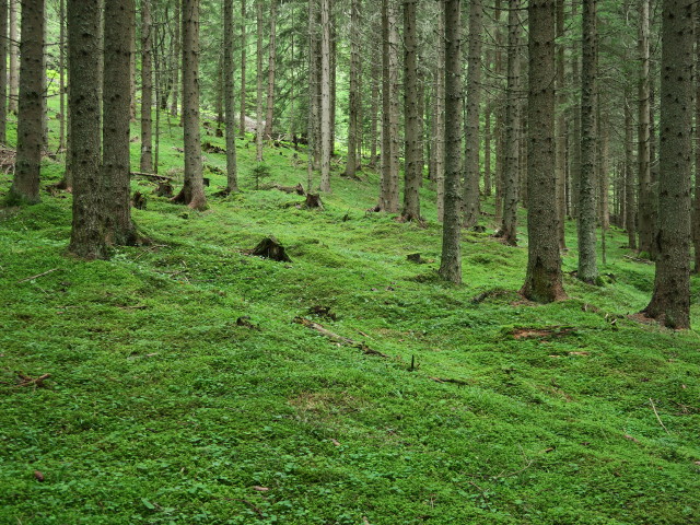 neben Weg 09 zwischen Schlatting und Murauer Hütte (12. Aug.)
