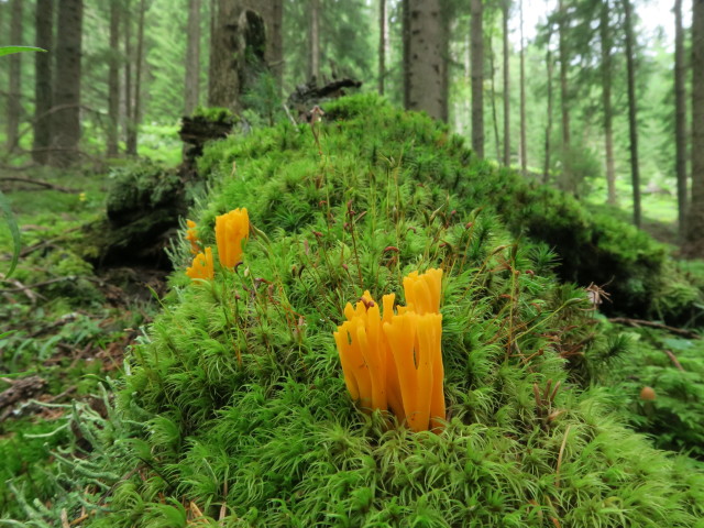 neben Weg 09 zwischen Schlatting und Murauer Hütte (12. Aug.)