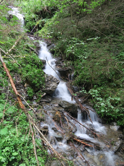 neben Weg 131 zwischen Kreischberg und Aunerhütte (13. Aug.)