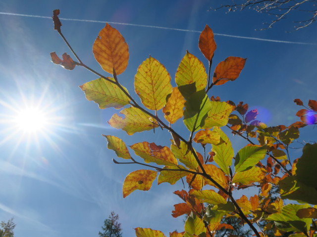 neben Weg 262 am Geißrücken