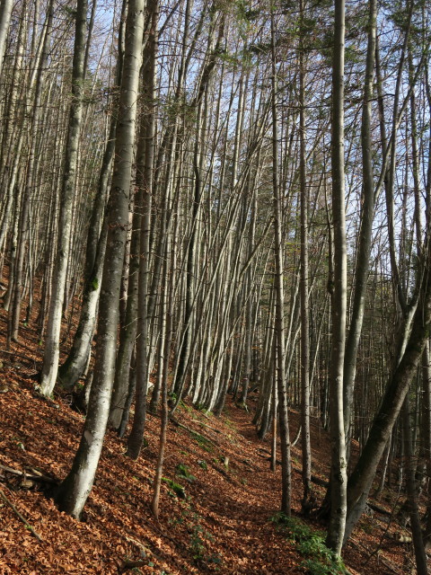 Weg 423 zwischen Offenseebach und Hiaslalm