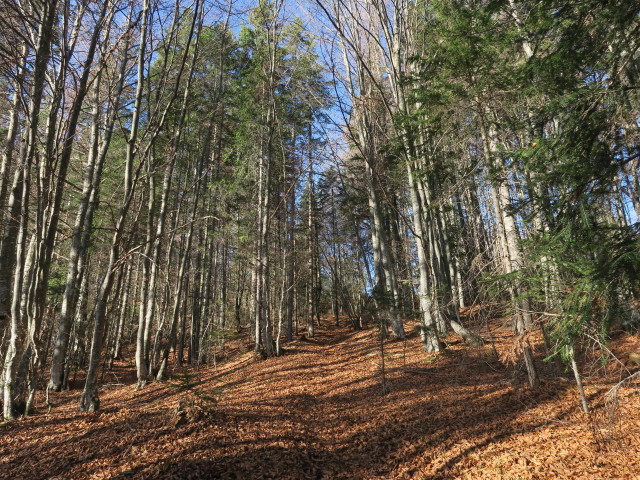Gailtaler Höhenweg zwischen Windischer Höhe und Schwarzwald