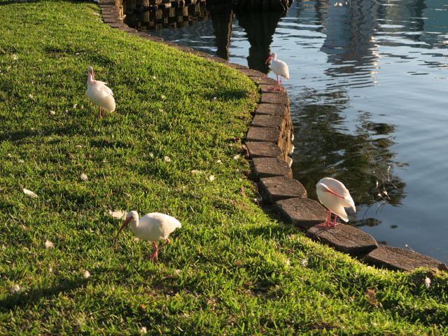 Lake Eola Park in Orlando (5. Nov.)
