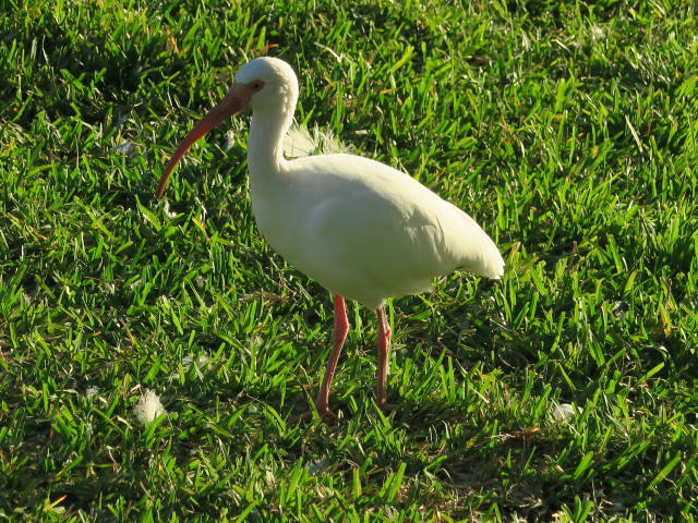 Lake Eola Park in Orlando (5. Nov.)