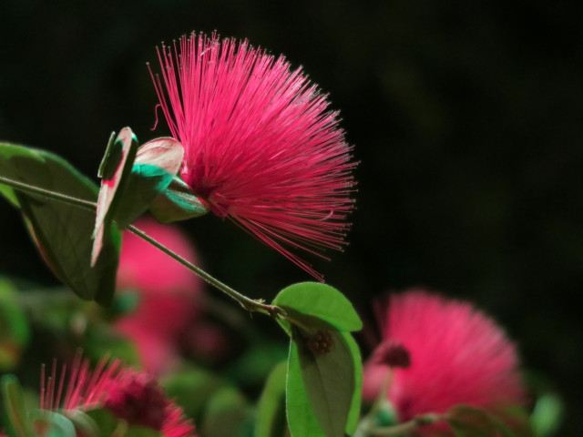 Pat O'Brian's Orlando am Universal City Walk Orlando (8. Nov.)