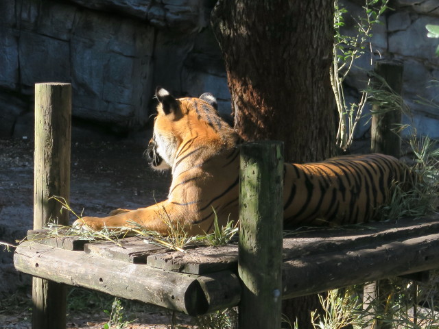 Malaysischer Tiger in Tampa's Lowry Park Zoo (11. Nov.)