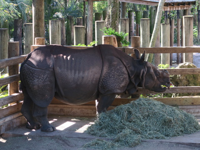 Panzernashorn in Tampa's Lowry Park Zoo (11. Nov.)