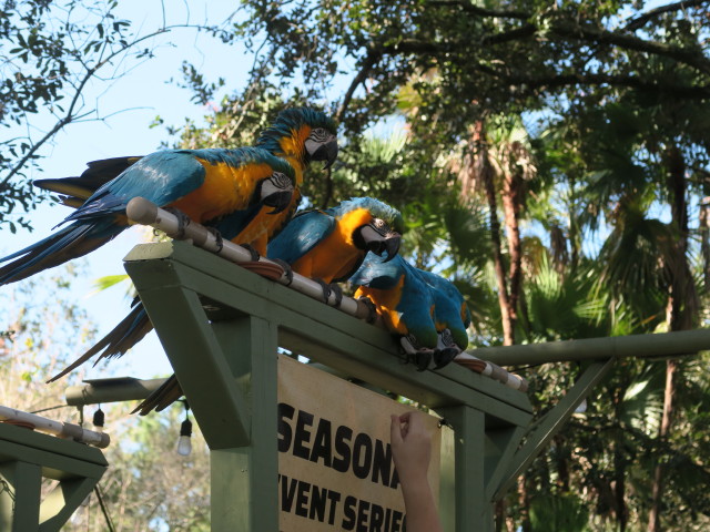 Gelbbrustaras in Tampa's Lowry Park Zoo (11. Nov.)