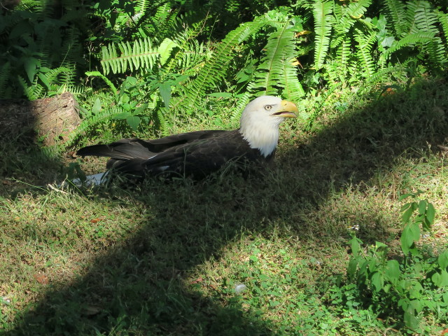 Weißkopfseeadler in Tampa's Lowry Park Zoo (11. Nov.)