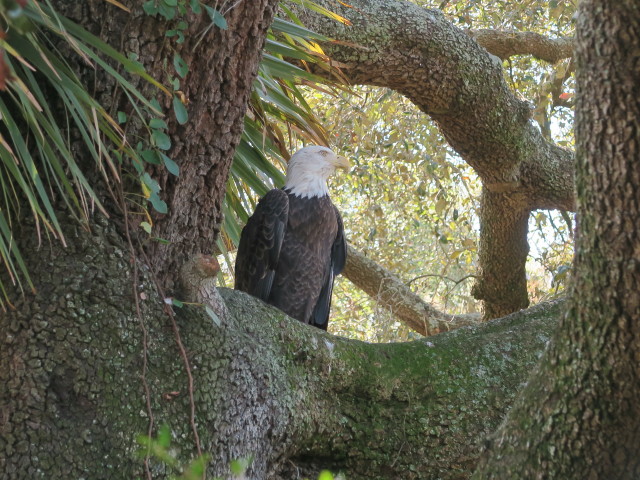 Weißkopfseeadler in Tampa's Lowry Park Zoo (11. Nov.)