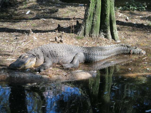 Mississippi-Alligator in Tampa's Lowry Park Zoo (11. Nov.)