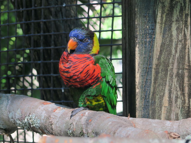 Lori in Tampa's Lowry Park Zoo (11. Nov.)