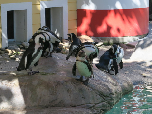 Brillenpinguine in Tampa's Lowry Park Zoo (11. Nov.)