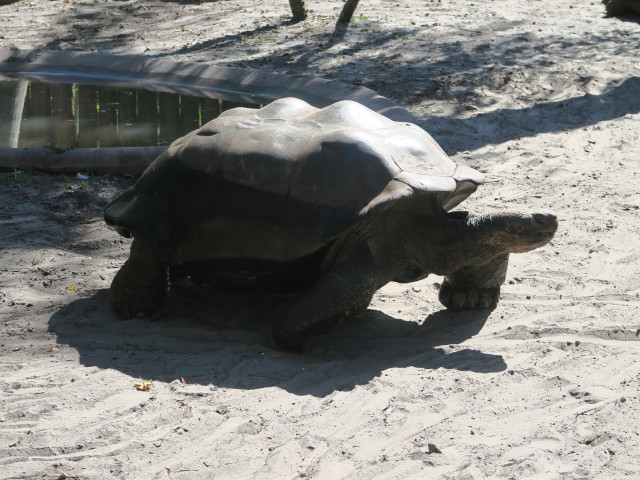 Riesenschildkröte in Tampa's Lowry Park Zoo (11. Nov.)