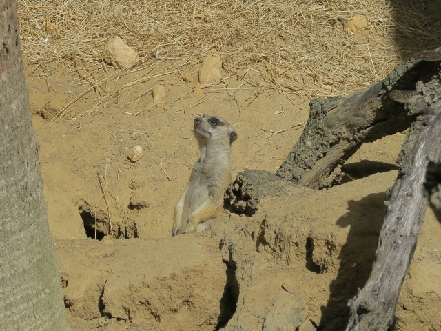 Erdmännchen in Tampa's Lowry Park Zoo (11. Nov.)