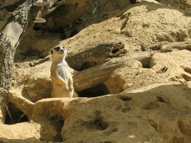 Erdmännchen in Tampa's Lowry Park Zoo (11. Nov.)