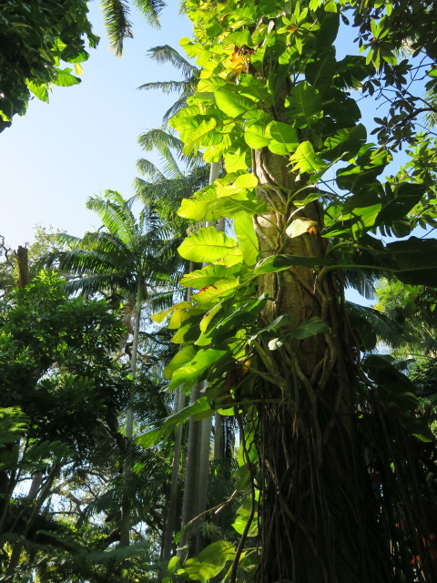 Sunken Gardens in St. Petersburg (11. Nov.)