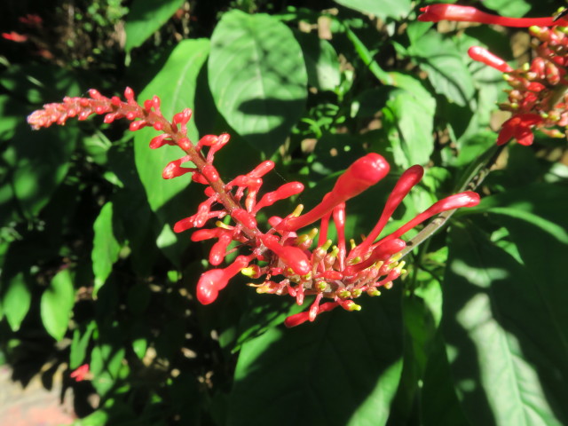 Sunken Gardens in St. Petersburg (11. Nov.)