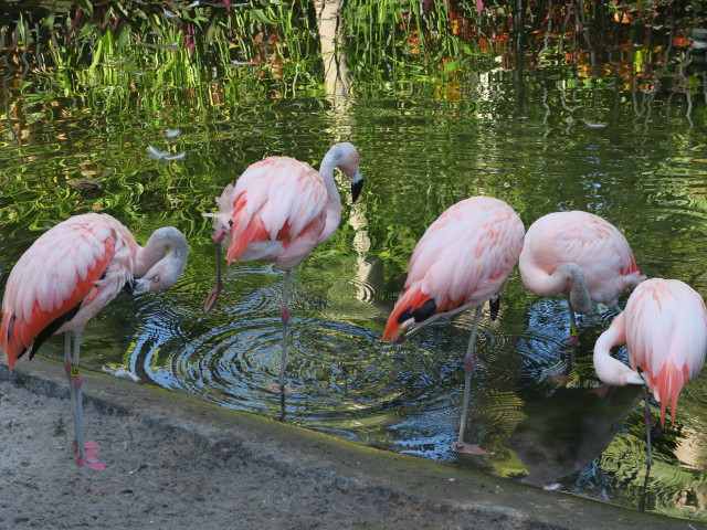 Sunken Gardens in St. Petersburg (11. Nov.)