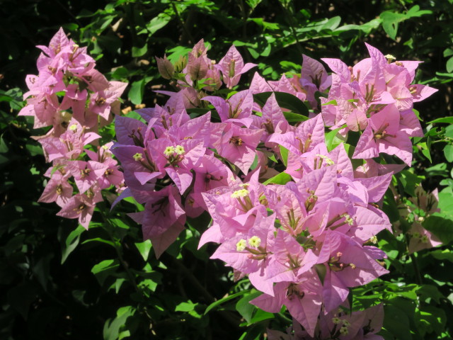 Sunken Gardens in St. Petersburg (11. Nov.)