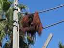 Orang-Utan in Tampa's Lowry Park Zoo (11. Nov.)