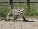 Bergzebra in Tampa's Lowry Park Zoo (11. Nov.)