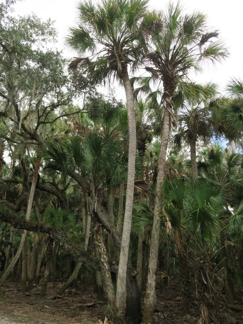 Myakka River State Park (12. Nov.)