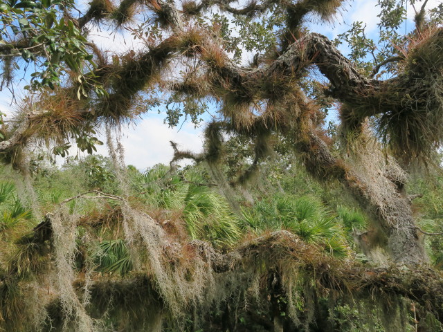 Myakka River State Park (12. Nov.)