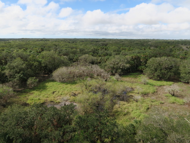 Myakka River State Park vom Canopy Walk aus (12. Nov.)