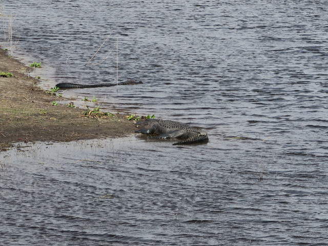 Myakka River im Myakka River State Park (12. Nov.)