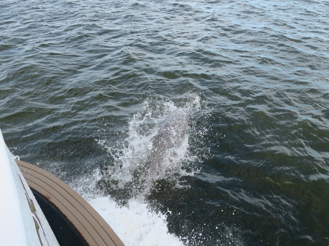 Lady Chadwick (13. Nov.)